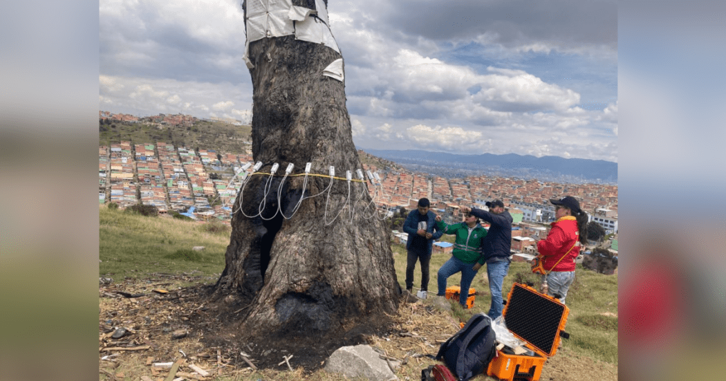 Imagen del Árbol dela Vida
