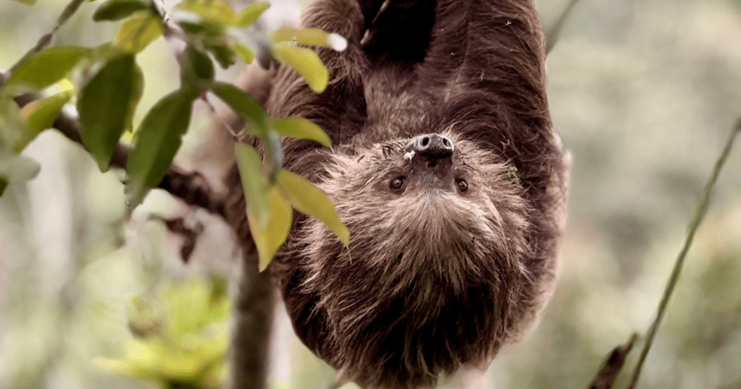 Imagen de un oso perezoso en un árbol