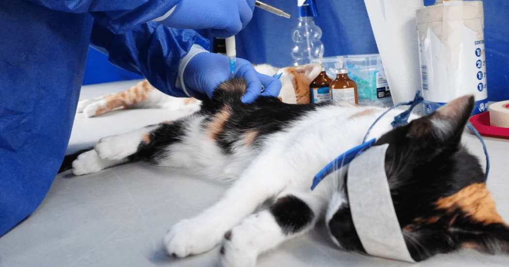 Imagen de esterilización de gato