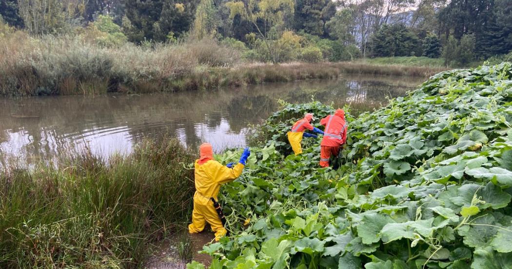 Foto que muestra trabajadores limpiando un humedal