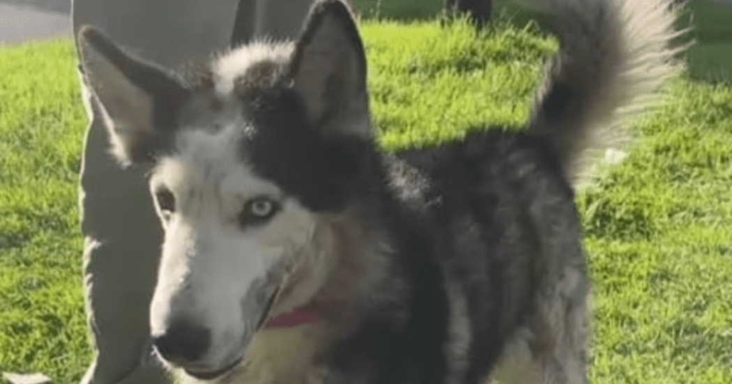 Imagen en primer plano de perro maltratado