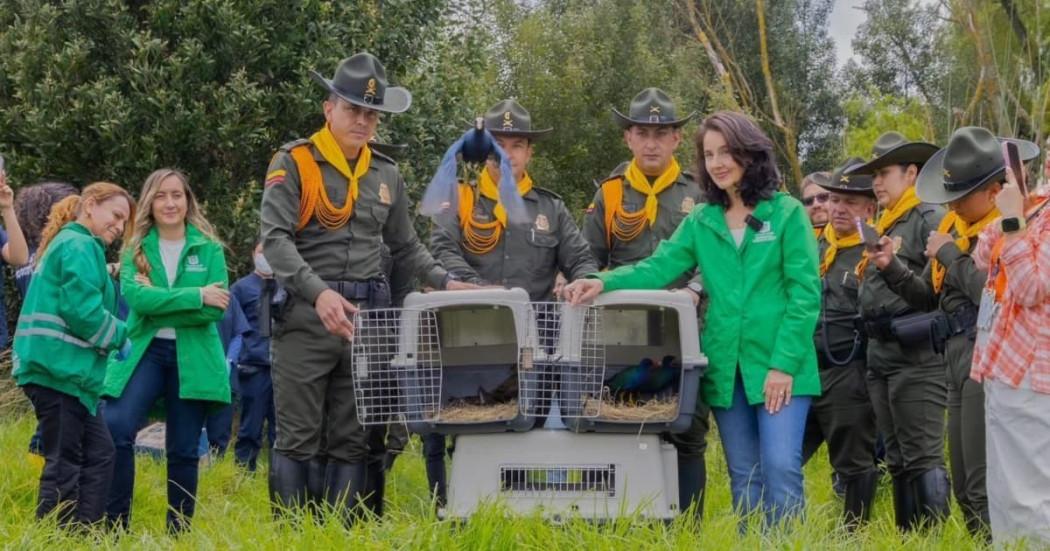 11.000 silvestres animales recuperados en Bogotá entre 2024 y 2026
