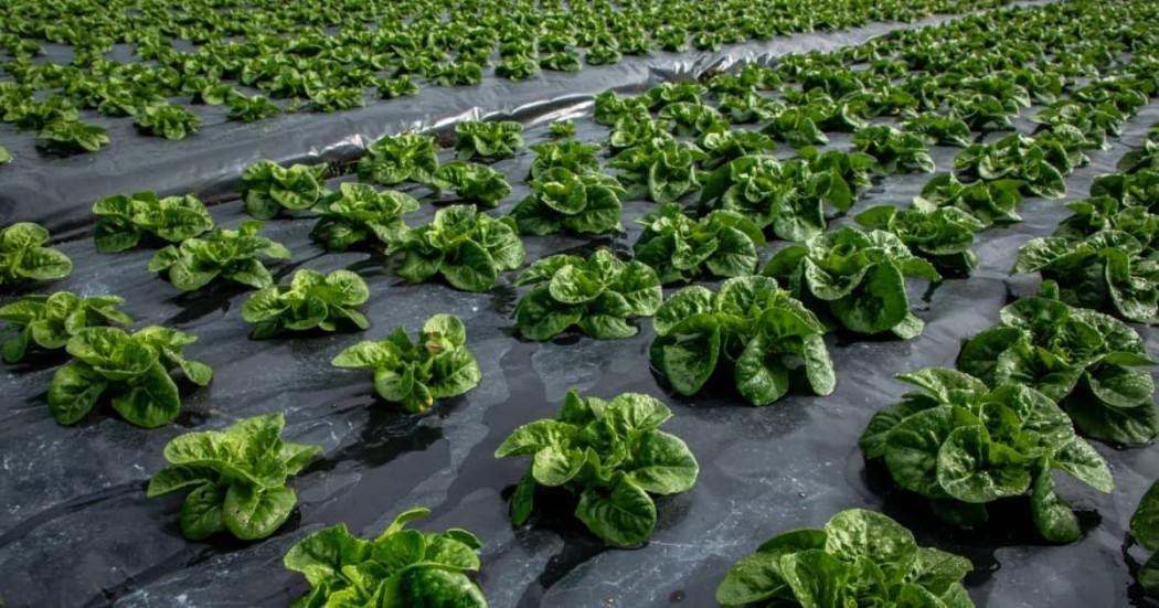Foto de un cultivo de legumbres en una de las zonas rurales de Bogotá.