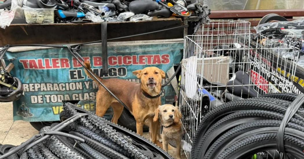 Un perro alrededor de unas llantas de bicicleta