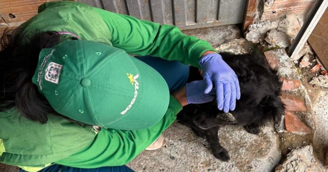 Persona atendiendo a perro