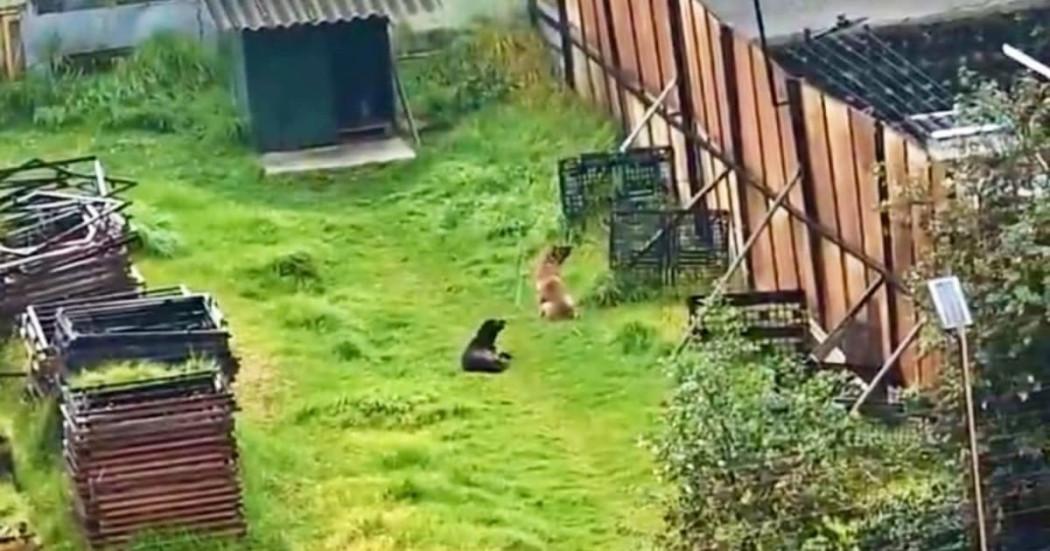 perros rescatados en localidad de Tunjuelito en Bogotá