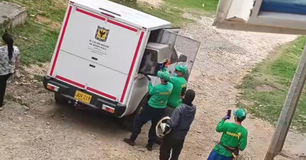 personas transportan mascota