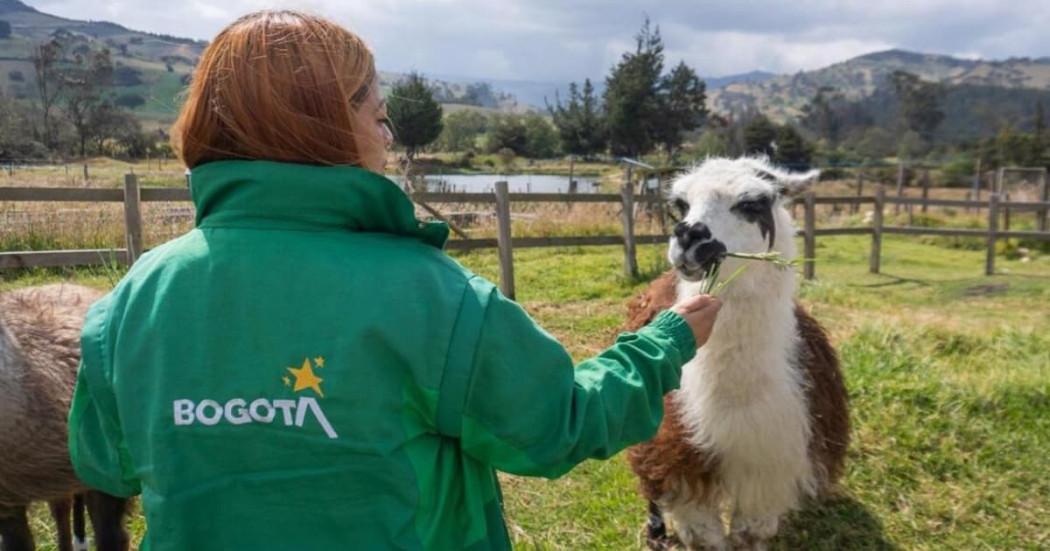 Persona alimentando a llama