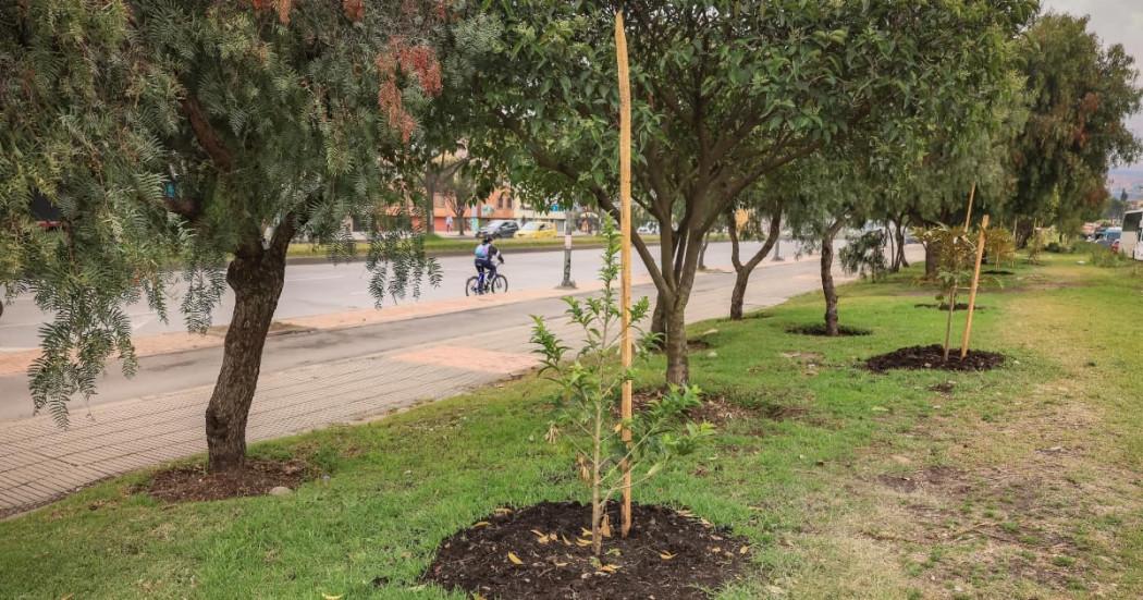 Imagen de árboles sembrados al costado de una calle