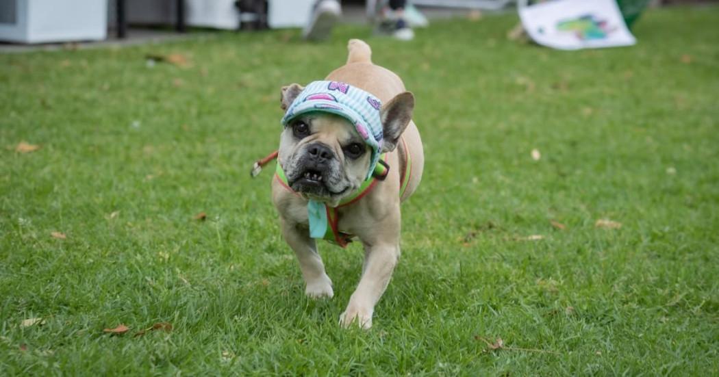 Foto de un perro bulldog francés en el parque Simón Bolívar de Bogotá.