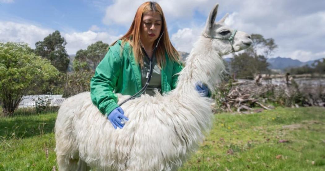 Funcionaria del IDPYBA atiende a una Llama en Bogotá.