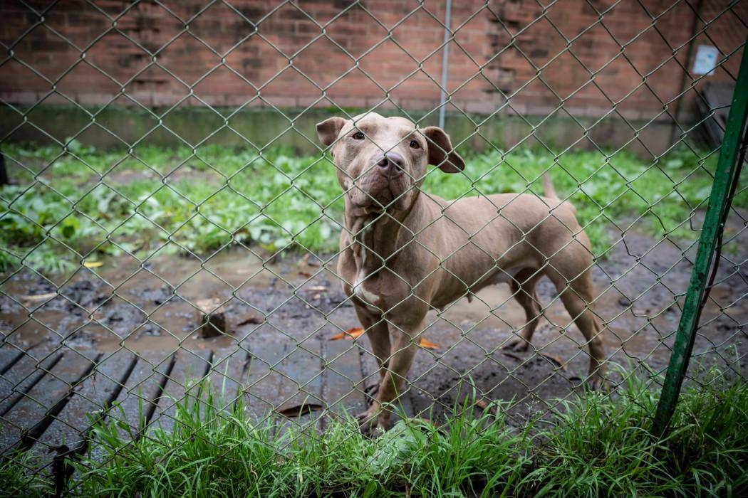Perro pitbull en refugio