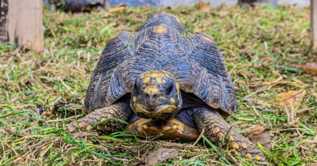 Tortuga rescatada por autoridades ambientales de Bogotá