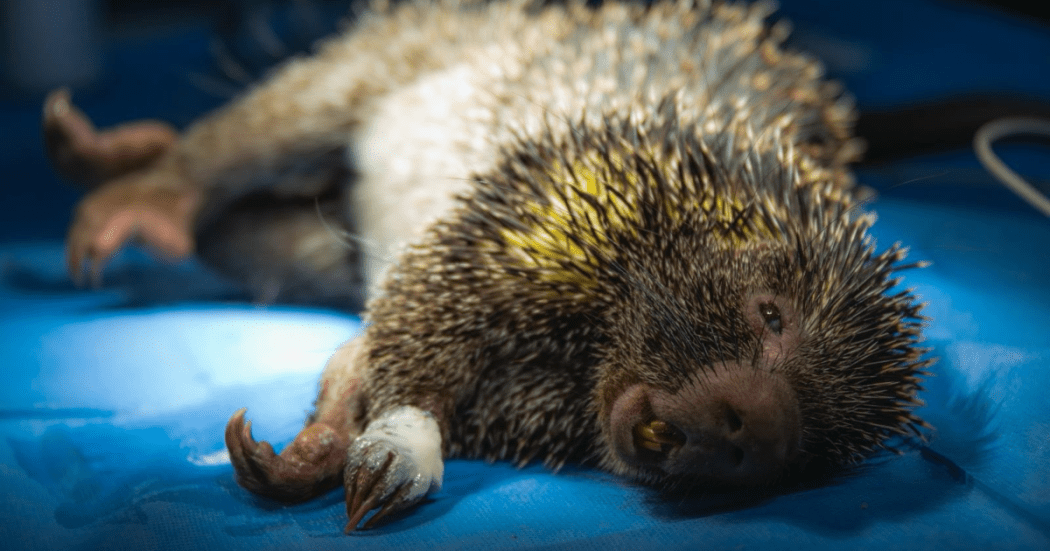 Imagen de un puercoespin 