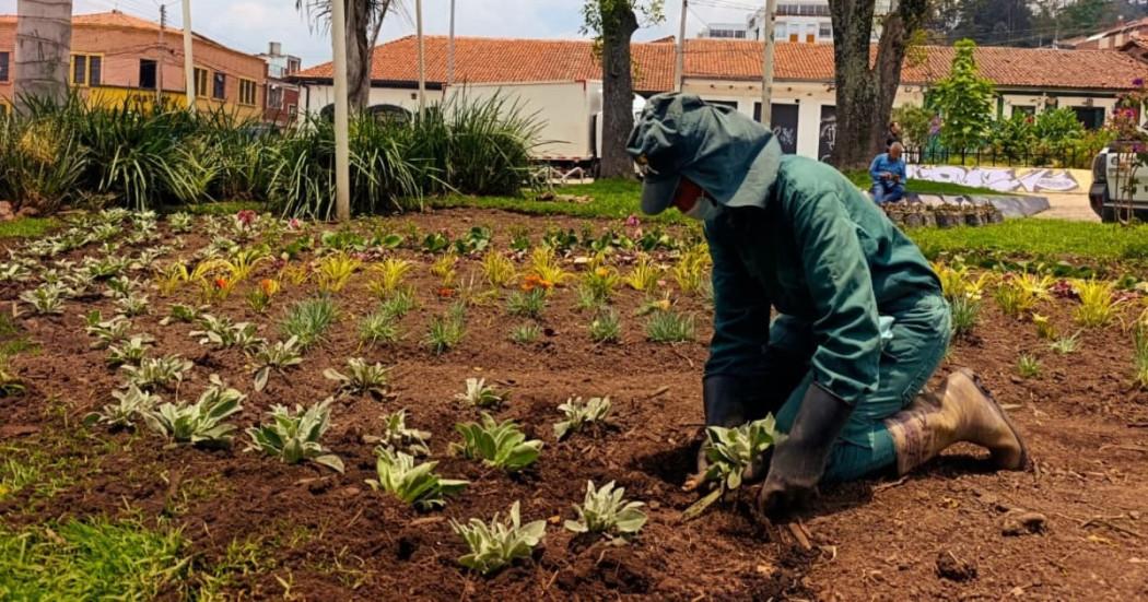 plantación en parque