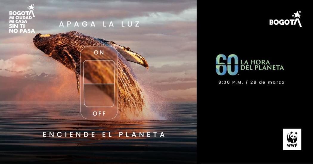 Imagen de luna ballena en el mar