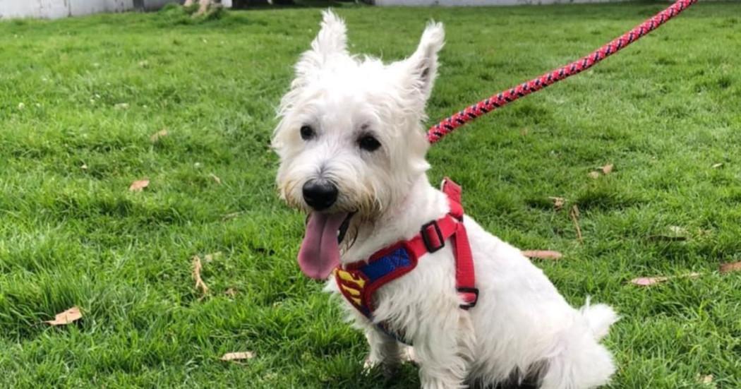 perro de color blanco en un parque de Bogotá