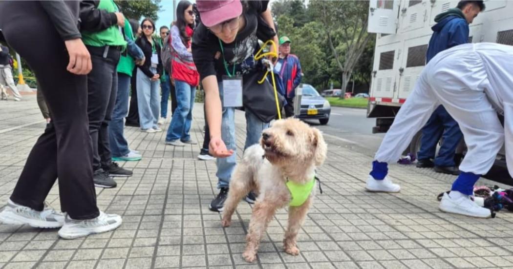 Un perro en una calle de la ciudad 