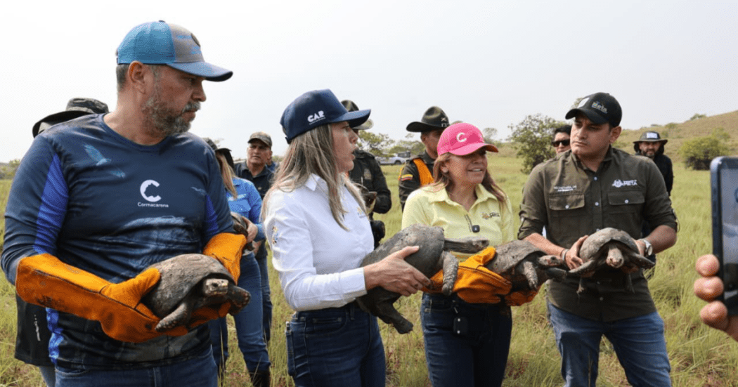 Imagen de las personas liberando unas tortugas