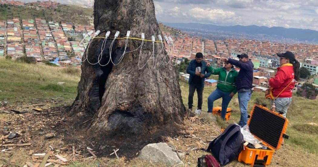 Funcionarios ambientales realizan inspección a Árbol de la Vida de Ciudad Bolívar