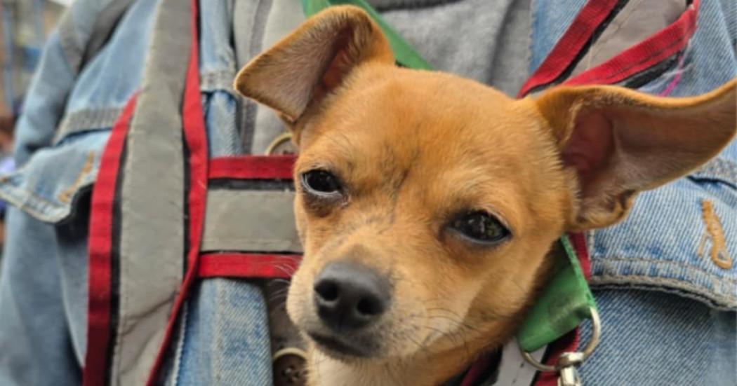 Foto de un perro beneficiado en una jornada de esterilización en Bogotá.