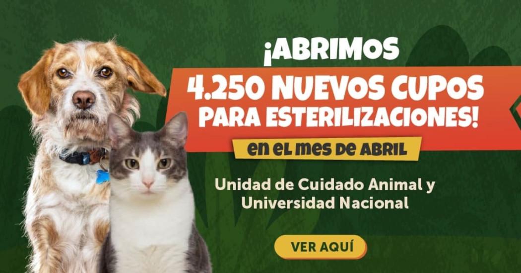 Campaña de esterilización de animales de compañía del IDPYBA