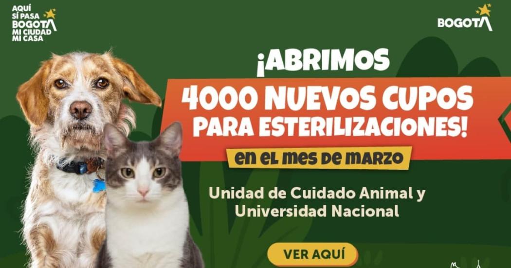 Imagen de la publicidad de las jornadas de esterilización en Bogotá.