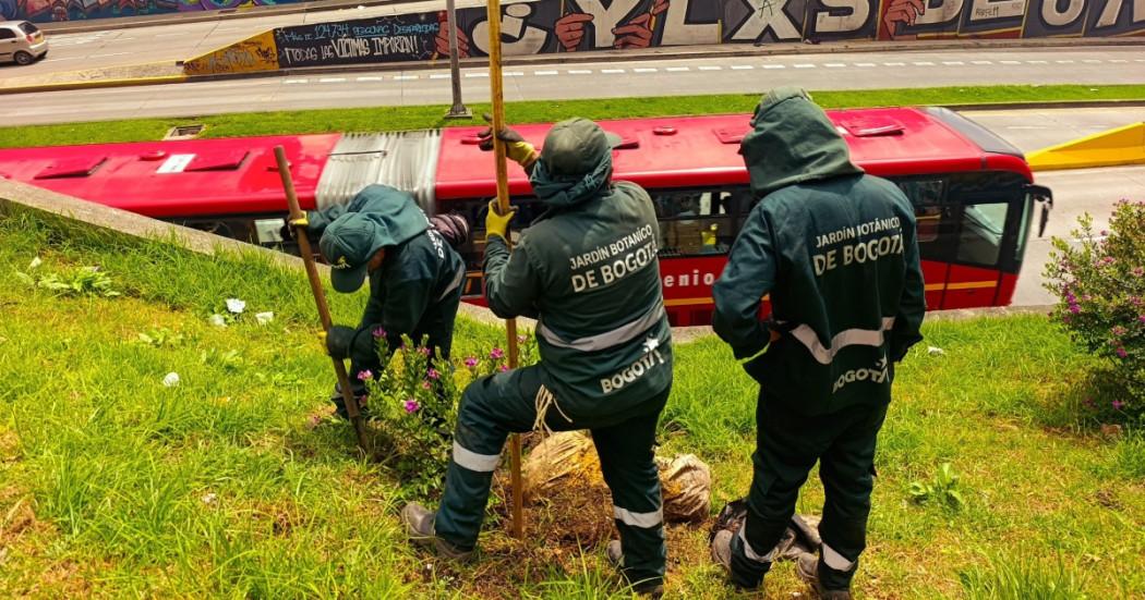 Equipo del Jardín Botánico realiza actividad de siembra el avenida El Dorado