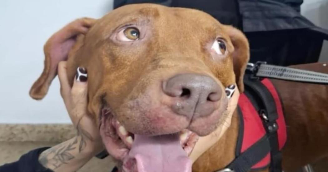 Foto de perro rescatado en localidad de San Cristóbal, al suroriente de Bogotá.
