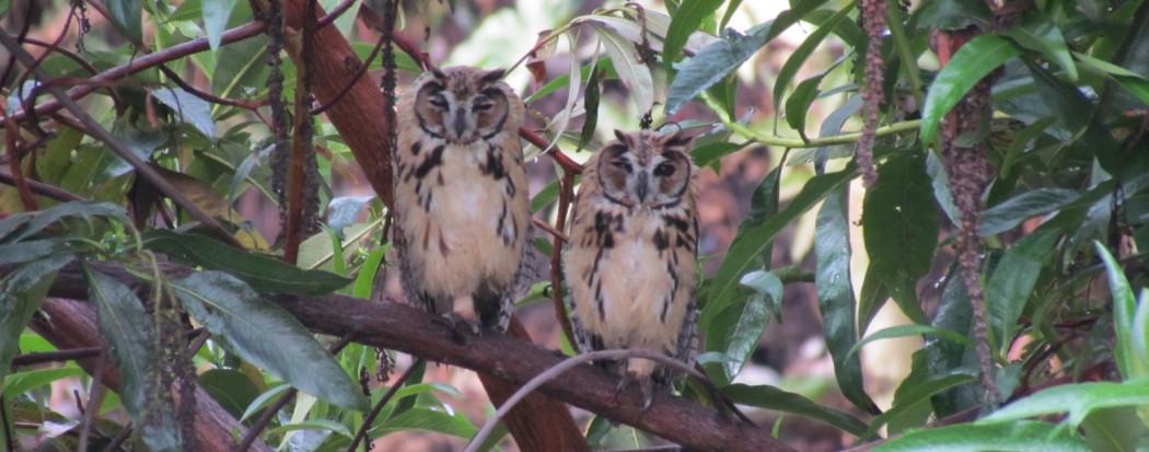 Búhos rayados captados en Bogotá 