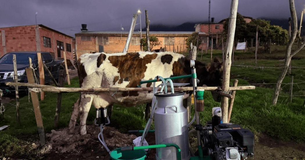 Foto de una vaca que es ordeñada con equipo mecánico