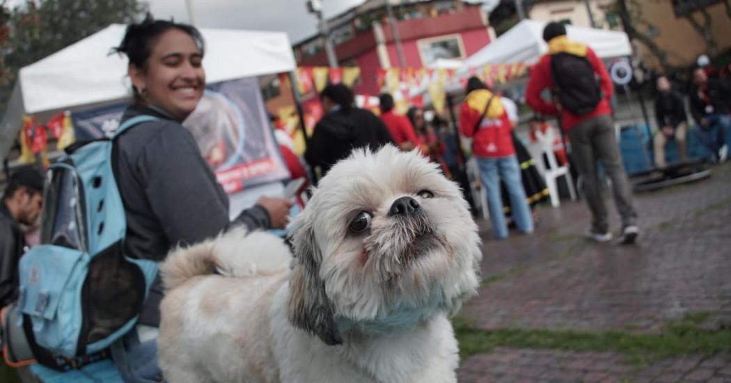 Foto de un perro en una jornada de esterilización de mascotas.