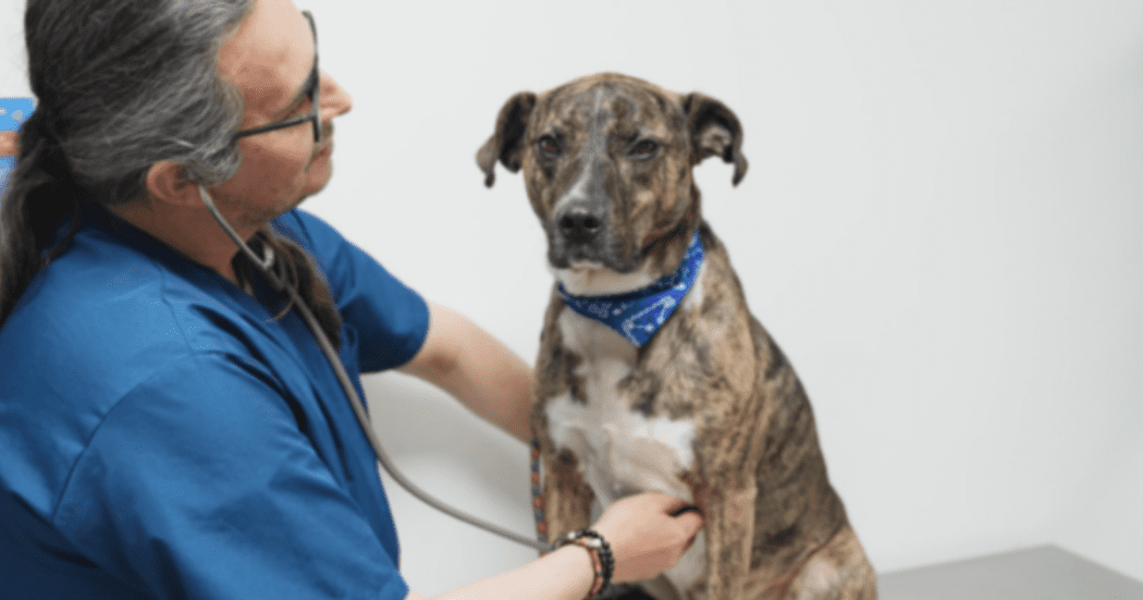 Foto de un perro cafe siendo examinado por un profesional