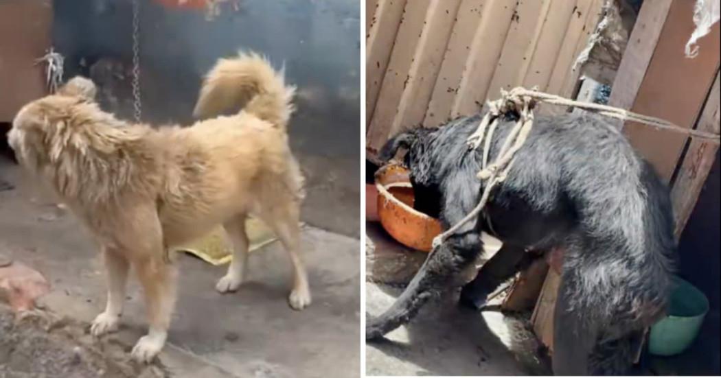 Foto de los perros rescatados en la localidad de Rafael Uribe Uribe.