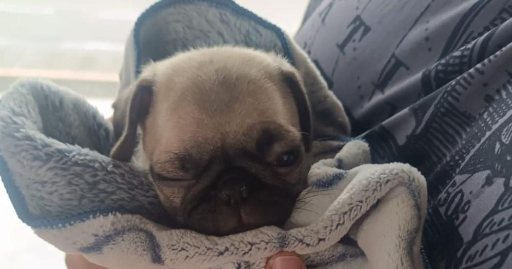 Foto de uno de los perros pug rescatados en Bogotá.