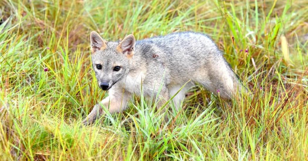 zorro perruno captado en Humedal De Torca-Guaymaral