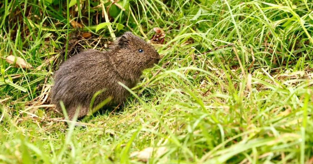 curí sabanero de Bogotá