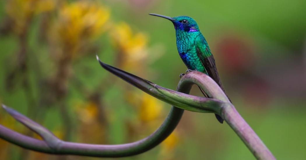 Colibrí posando en rama