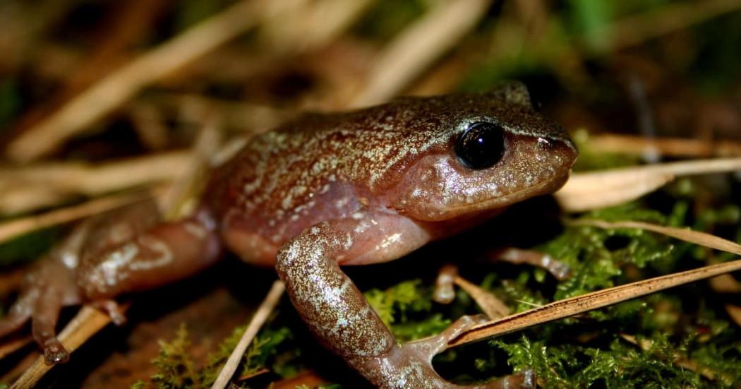 rana de niebla observada en área estratégica de Bogotá
