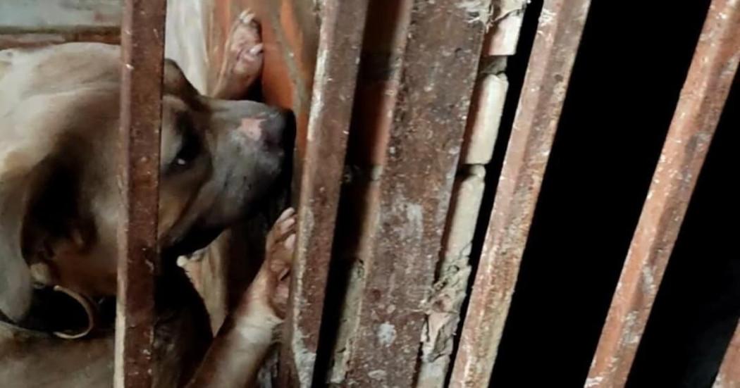 Perro rescatado en criadero de Ciudad Bolívar en el sur de Bogotá