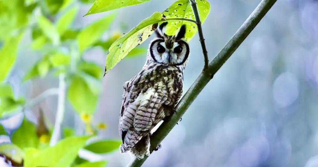 Búho rayado captado en humedal de Bogotá