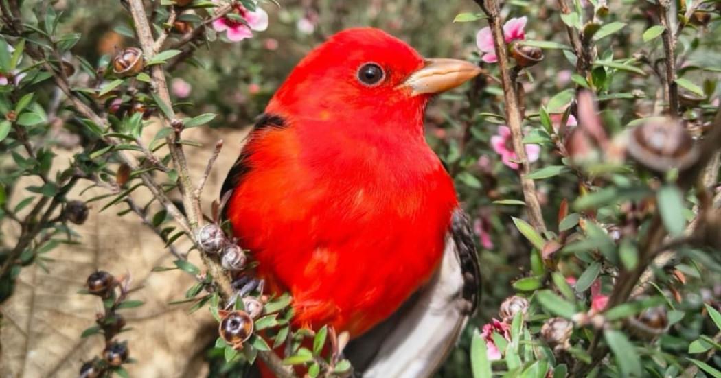 Piranga escarlata observada en Bogotá