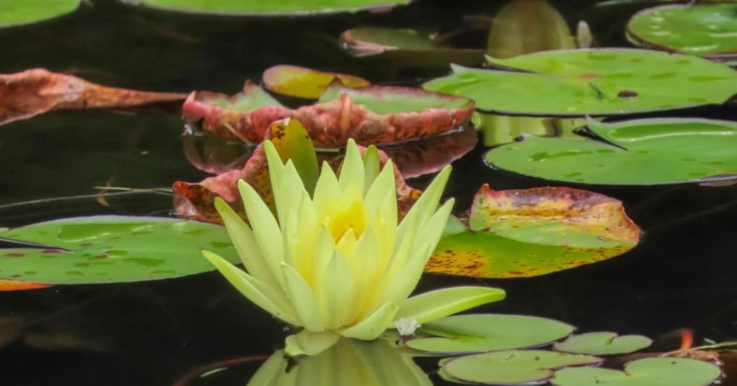 Planta acuática del Jardín Botánico de Bogotá