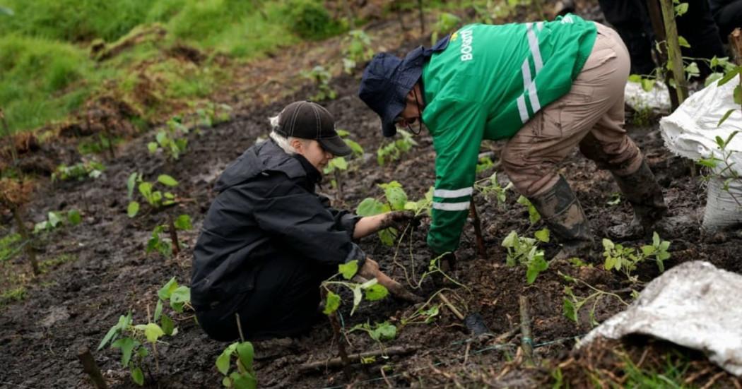 Foto de la plantación de 225 nuevos árboles en el Humedal Capellanía de Fontibón, al occidente de Bogotá.