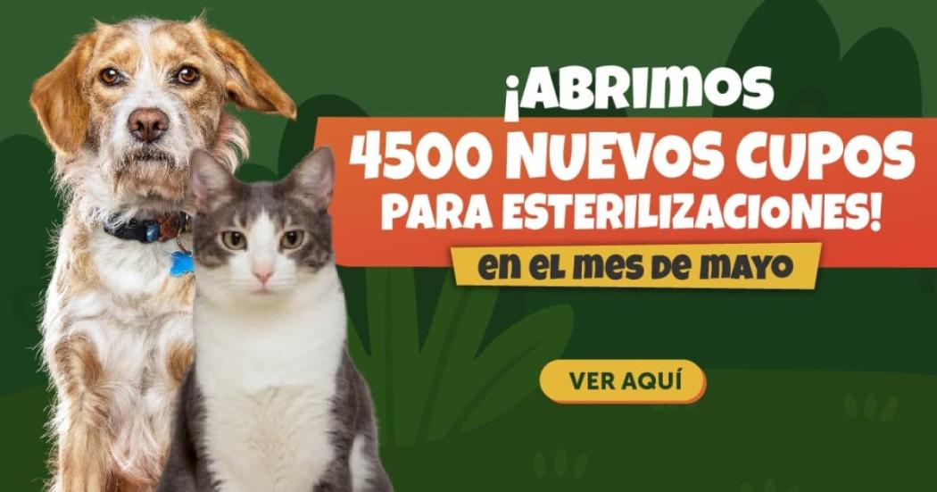 Campaña de esterilización de animales de compañía del IDPYBA