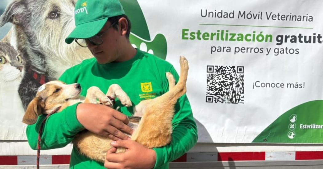 Perro esterilizado en Bogotá