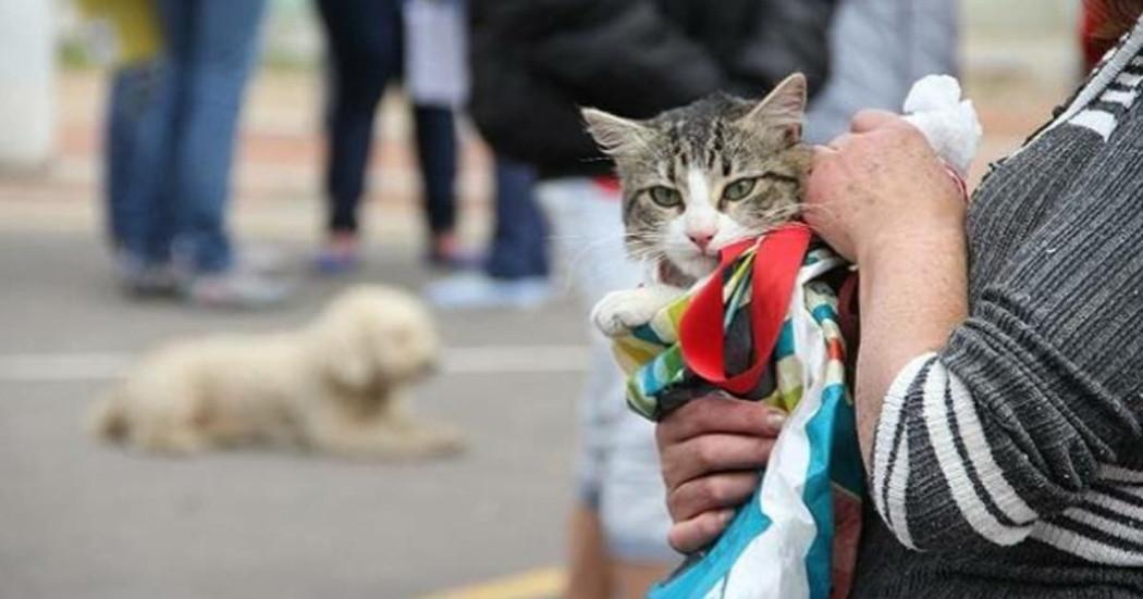 Foto de un gato y un perro en una de las jornadas de esterilización gratis de mascotas en Bogotá.