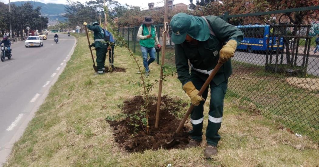 Plantaciones de árboles en Ciudad Bolívar
