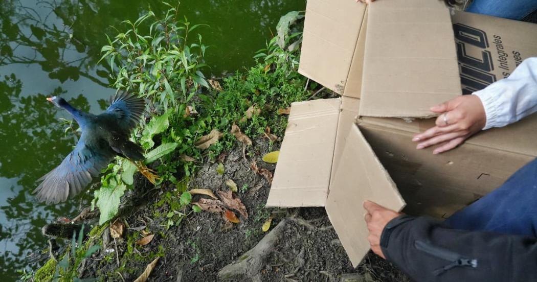 ave liberada por la Secretaría de Ambiente