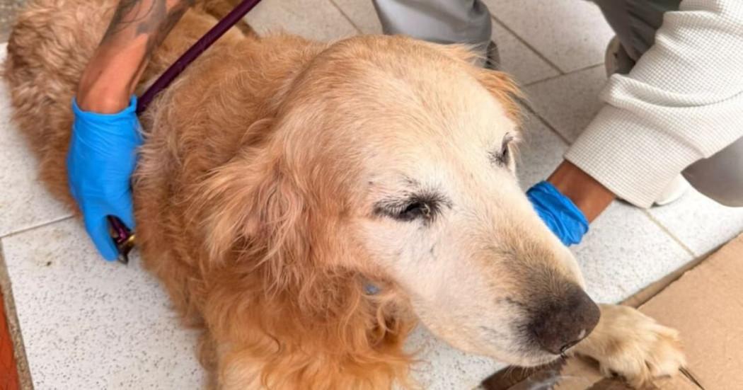 Perro aprehendido en localidad de Teusaquillo de Bogotá